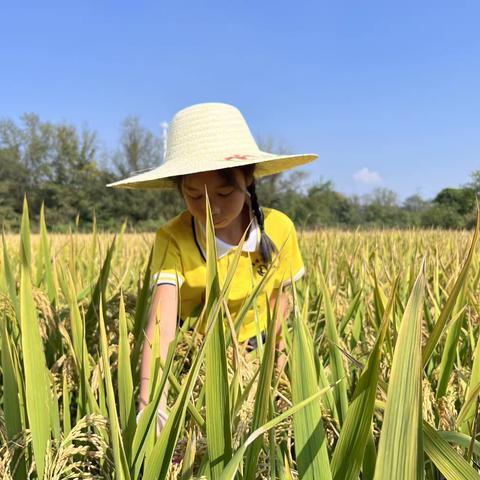 稻花香里说丰年，庆丰收割稻谷—桐小505向日葵中队实践活动之劳动体验