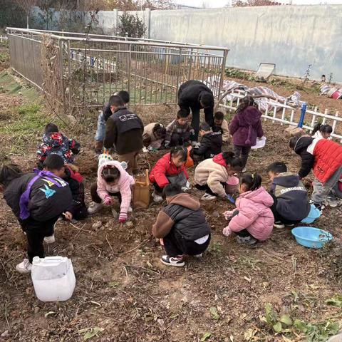 深耕“活教材”， 快乐“薯”于你——陈鹤琴“活教育”理念下的萌娃挖薯劳动之旅