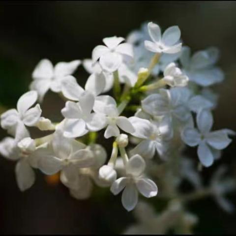 中医外调之提亮肤色面膜篇