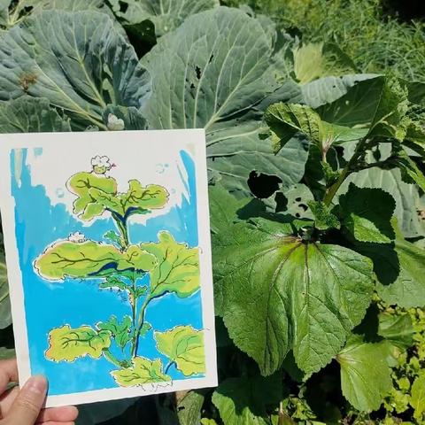 宾阳县中华镇中心幼儿园2024年春季学期菜地写生大赛——春日里的菜园子