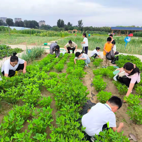 【悦·劳】劳动实践伴成长 快乐暑假我最棒—河南大学附属小学金明校区劳动实践纪实