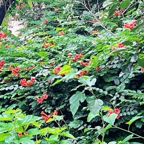 倾心助学 梦想启航——沧县2025年生源地助学贷款开始办理了