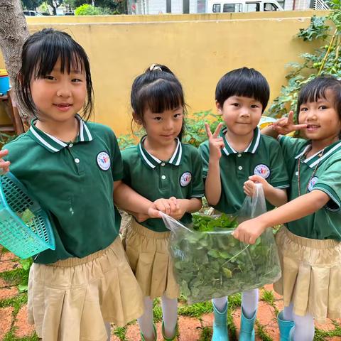 你好，薄荷小姐——万裕幼儿园大四班种植课程