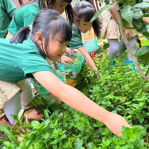 你好，薄荷小姐——大四班种植课程