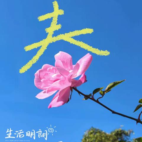 校园日常绽风采，文明活力伴成长——四年级一周纪实