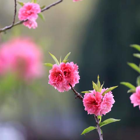 小龙女文选——又一个春天，新的热烈