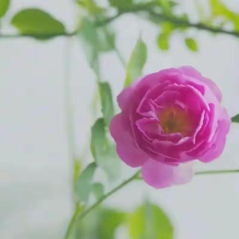 小龙女文选-夏日有感，小小日子