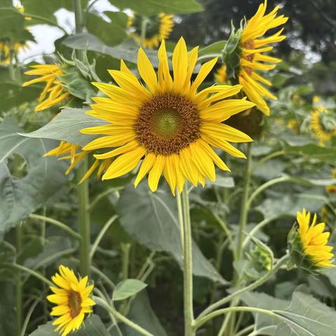 小龙女文选——深耕自己，种草此刻