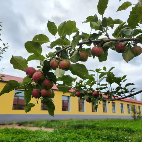 果香校园 快乐采摘——吉昌二小综合实践活动记实