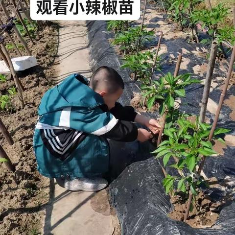 陈泽宇田园小能手