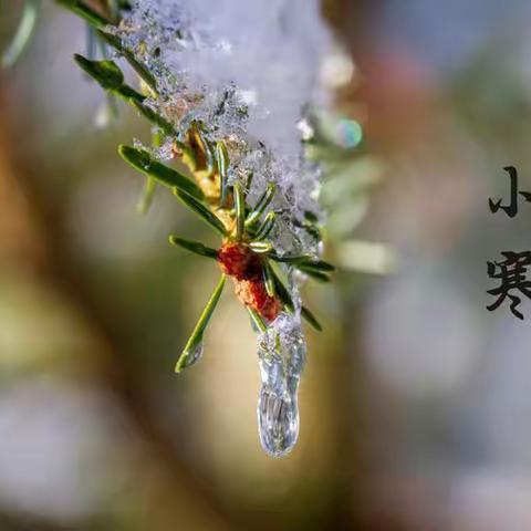 岁末大寒至，静待春归来---德州跃华幼儿园二十四节气课程系列活动