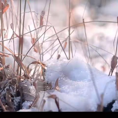 岁末大寒至，静待春归来---德州跃华幼儿园二十四节气课程系列活动