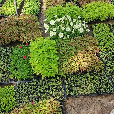 🌱 小手种小苗，童心育美好——东风幼儿园大三班小花苗种植记 🌸