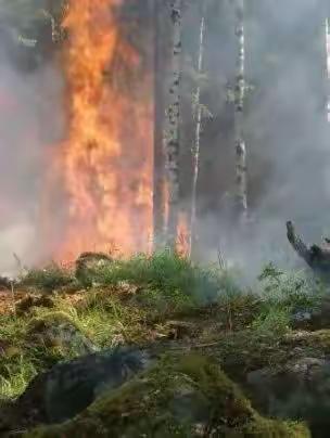 森林防火致家长的一封信 森林防火   有你有我