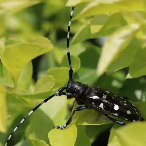 内蒙古自治区主要林业有害生物(一)