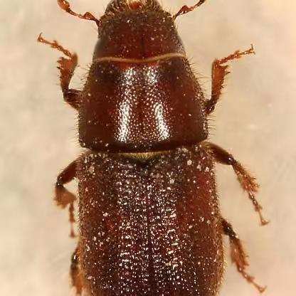 内蒙古自治区主要林业有害生物(二)