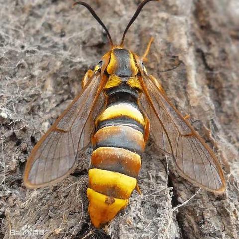 内蒙古自治区主要林业有害生物 (三)