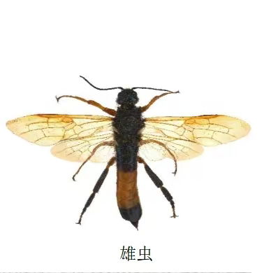 内蒙古自治区主要林业有害生物 (四)