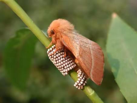 内蒙古自治区主要林业有害生物 (五)