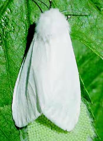 内蒙古自治区主要林业有害生物 (六)