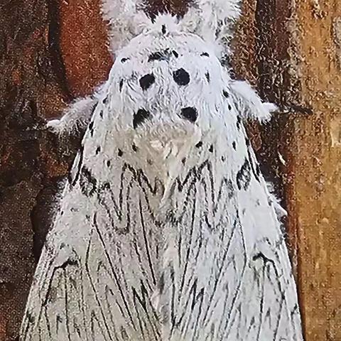 内蒙古自治区主要林业有害生物 (七)