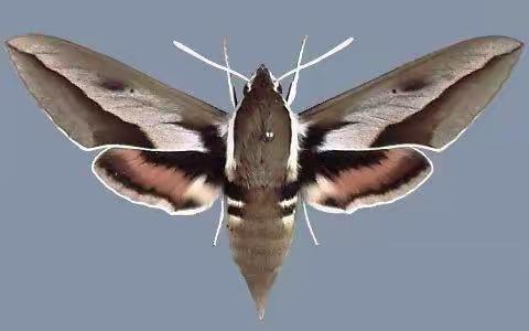 内蒙古自治区主要林业有害生物 (八)