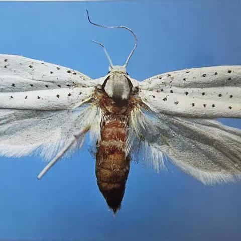 内蒙古自治区主要林业有害生物 (九)