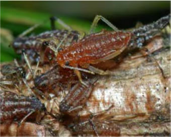 内蒙古自治区主要林业有害生物 (十一)