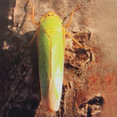 内蒙古自治区主要林业有害生物 (十二)
