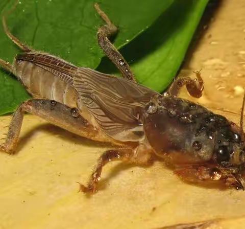 内蒙古自治区主要林业有害生物 (十三)