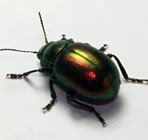 内蒙古自治区主要林业有害生物 (十四)