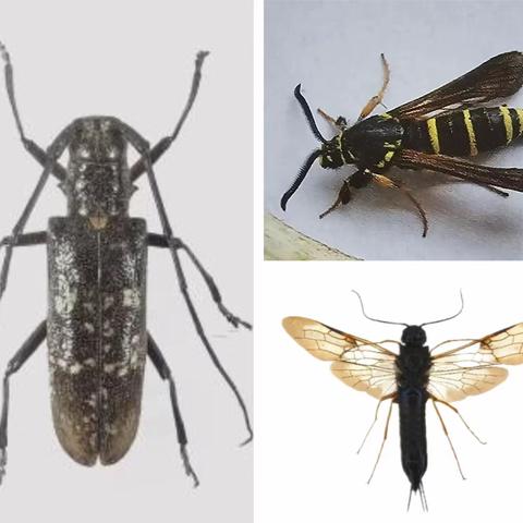 内蒙古自治区主要林业有害生物 (十五)