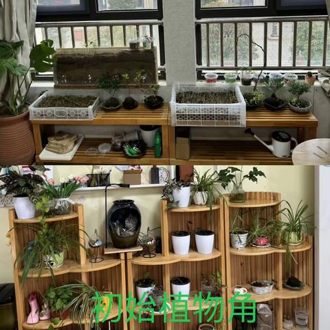 【中四班】植物角的初步改造