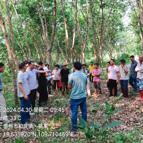 深入美万村粽叶种植基地，分类指导粽叶种植管理