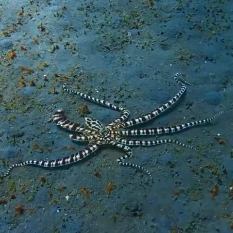 拟态章鱼的模仿秀