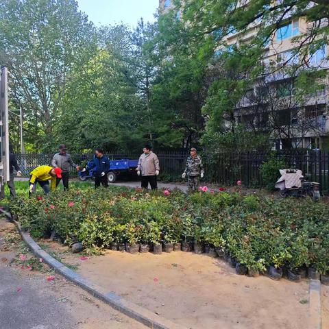 绿化补栽不负春 小区补绿正当时 ——曙光花园社区开展补栽补种志愿服务活动