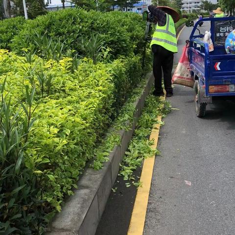 7月6日绿化管养工作日报