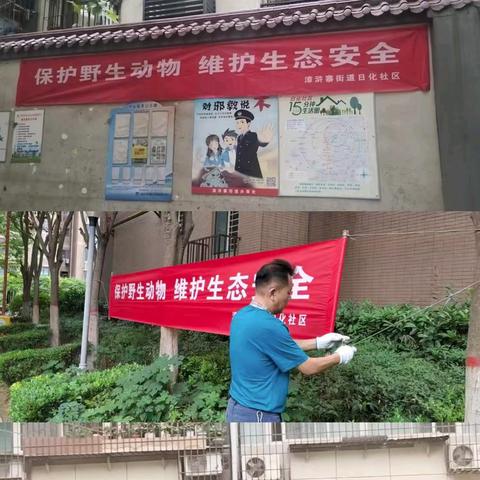 拒绝非法饲养——【日化社区】持续开展野生鸟类专项排查行动