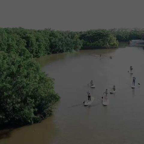 南沙湿地观鸟日归 营