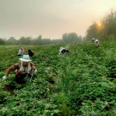 加强田间管理、确保秋粮丰产丰收-昌沟在行动