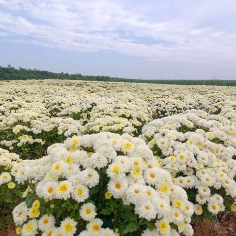 昌沟社区“花经济”带动产业振兴锦上添“花”