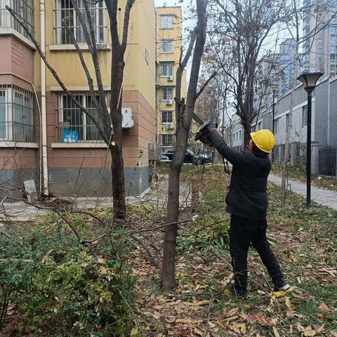 【曲江街道西曲江池社区】我为群众办实事——修剪树木除隐患