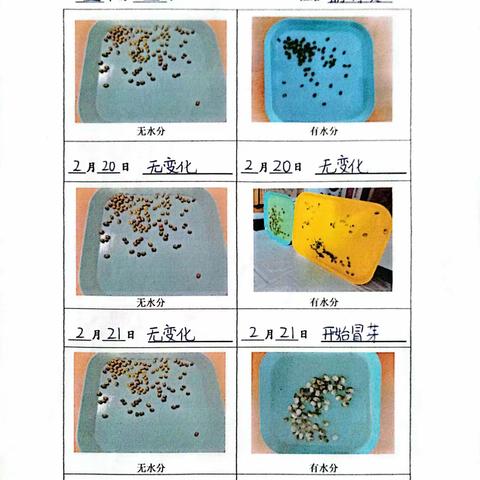 【莒县一小教育集团】小实验大科学（十）———探究种子发芽的条件