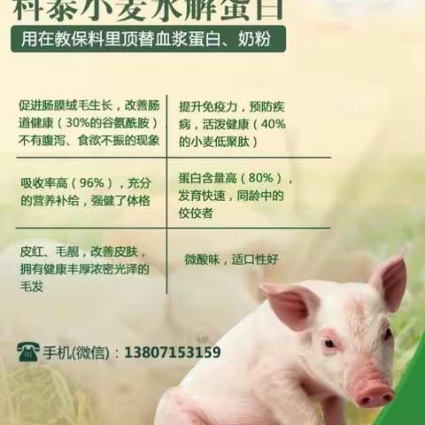 科泰“小麦水解蛋白”用在牛、羊、猪奶粉及猪的教槽料和宠物食品里（副本）