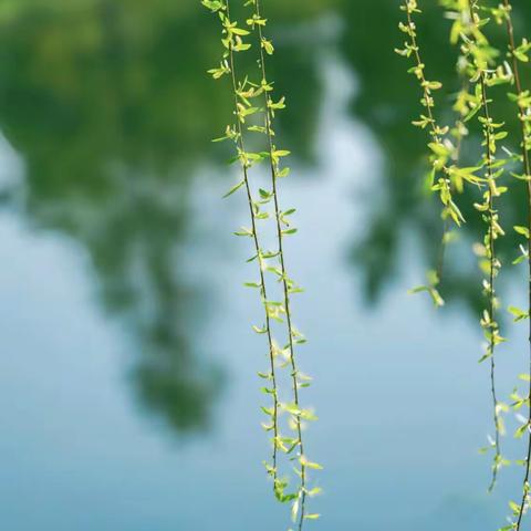 与风与你“趣”春游———中五班四月份家园共育