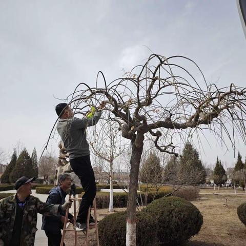 全面修剪树木，改善绿地景观