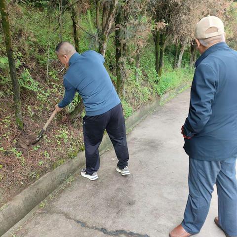 老科协林专委到燃灯寺村调研树木病情