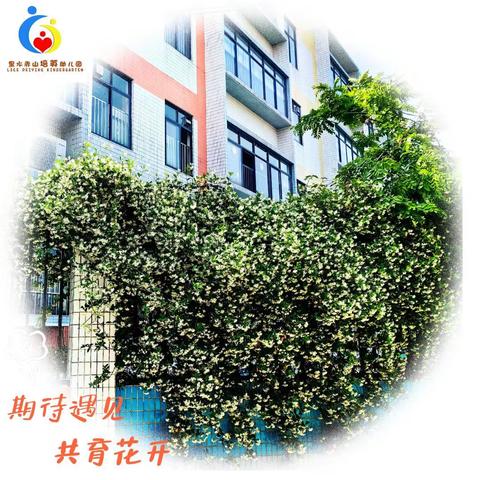 防蚊灭蚊，共筑健康防线----防登革热、基孔肯雅热知识宣传