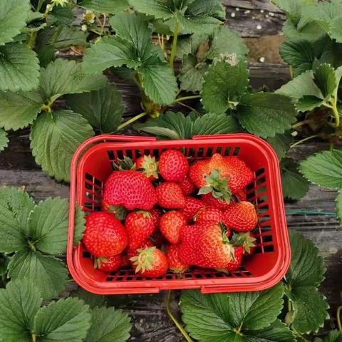 爱堡幼儿园——大一班