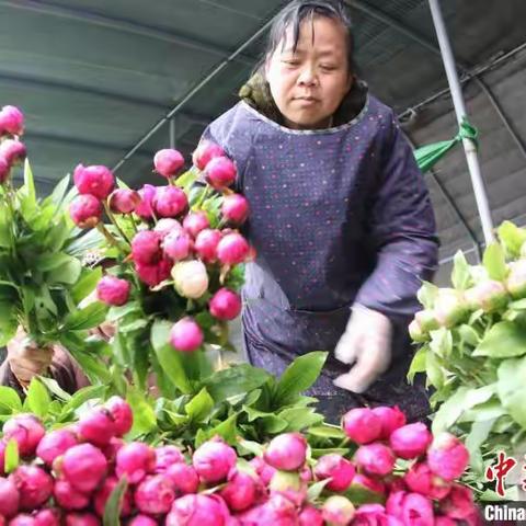 党建助力产业发展，芍药绽放美丽新经济